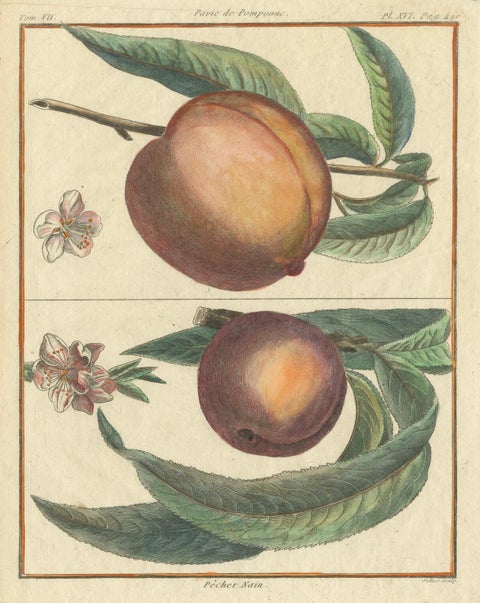 Vintage Botanical Fruit Prints of Apples, Pears and Peaches, Engravings of c1820, close-up 3