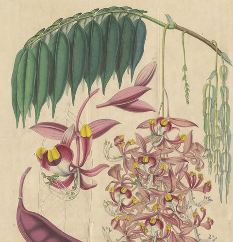 Antique Botany Print of the Amherstia Nobilis by Van Houtte, 1849, view 3
