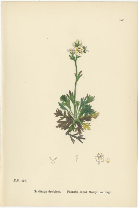 Hand-Colored Botanical Engravings of Palmate and Mossy Saxifrages, 1902, view 2