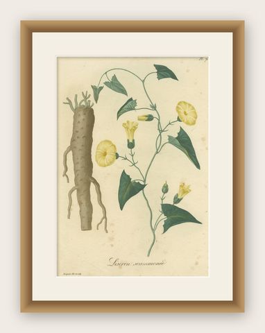 Antique Botanical Print of Convolvulus Scammonia, or Scammony, ca.1821, shown framed