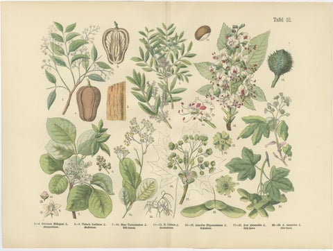 German Botanical Plates, Wildflowers & Medicinal Plants, Stuttgart c.1890, view 3
