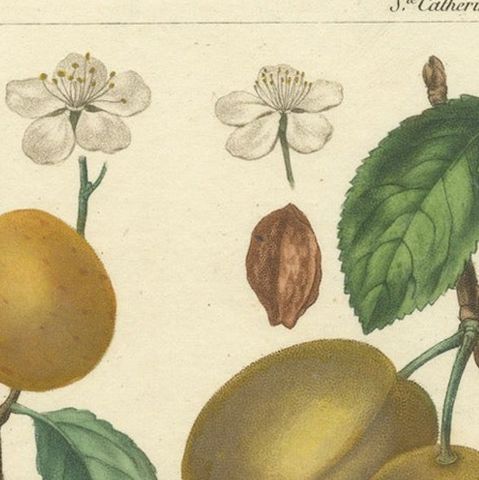 Botanical Print: Mirabelle, St. Catherine, White Plum & Apricot, 1821, close-up 5