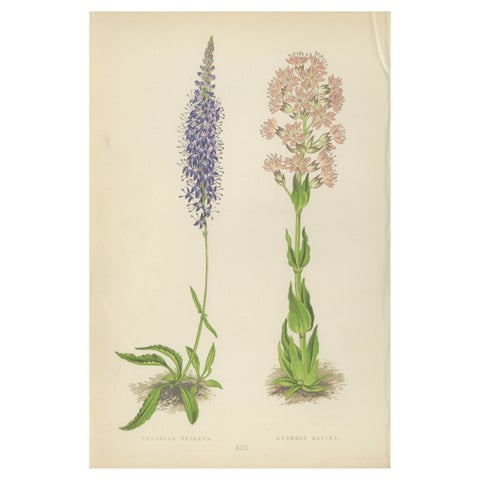 Spiked Speedwell and Alpine Catchfly hand-coloured botanical print 1874