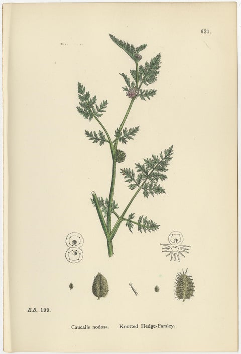 British Hedge-Parsley Botanical Pair, Hand-Colored Engravings, England 1902, view 9