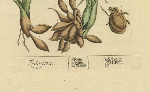 Botanical Illustration of White Turmeric (Curcuma zedoaria) by Blackwell, 1696, close-up 1