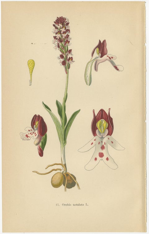 Ephemeral Elegance: Orchids of 1904 in Müller's Illustrations, view 2