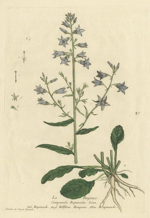 Antique Botany Print of Campanula Rapunculus by Regnault, circa 1780, view 2