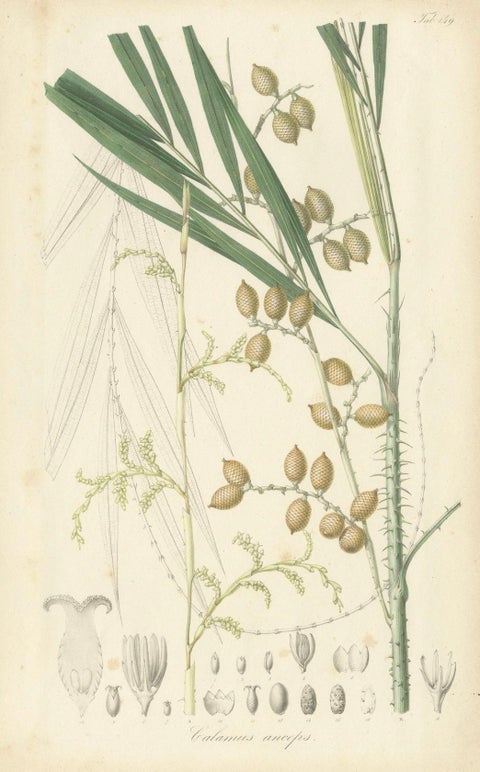 An Original Antique Palm Illustration of the Calamus Melanoloma, 1847, close-up 3