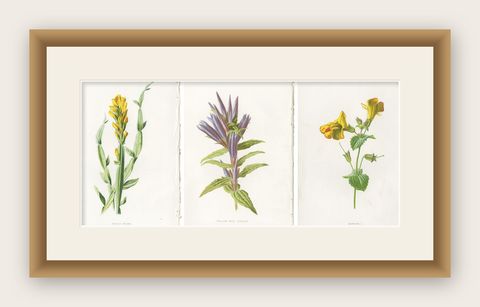 Set of Three Botany Prints Winged Broom, Gentian, Mimulus, shown framed