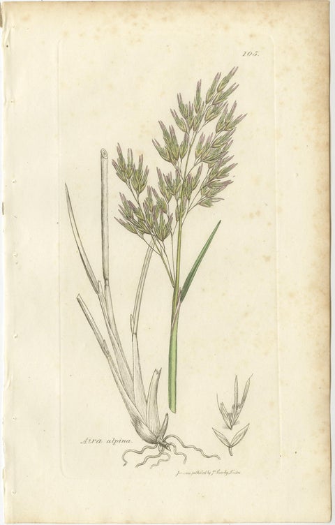 Eight Antique Botanical Engravings of Aira, Avena & Holcus Meadow Grasses, 1830, view 2