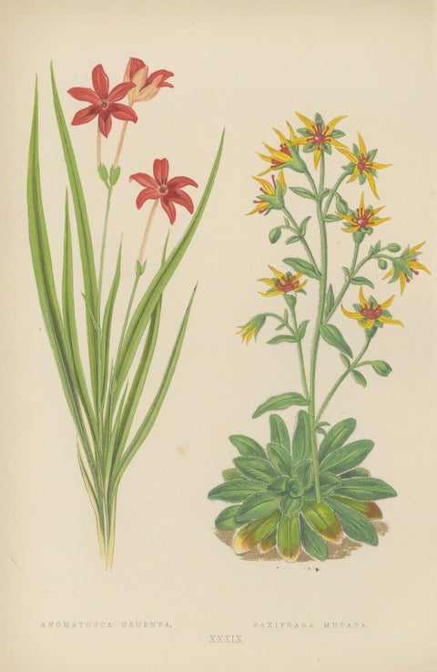 Alpine Botanical Lithograph Pair of Anomatheca and Saxifrage, 1874, close-up 1