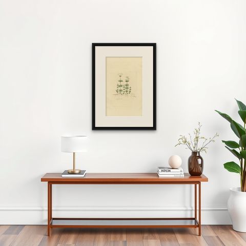 Antique Botany Print of Galium Odoratum by Curtis, circa 1817, shown framed on a wall, true to size