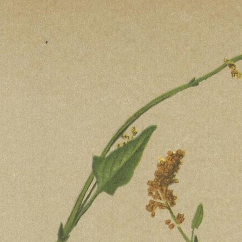Antique Botany Print of The Rumex Nivalis by Palla, 1897, close-up 1