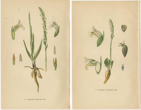 Spiranthes Splendor: Vintage Botanicals from 1904, view 4