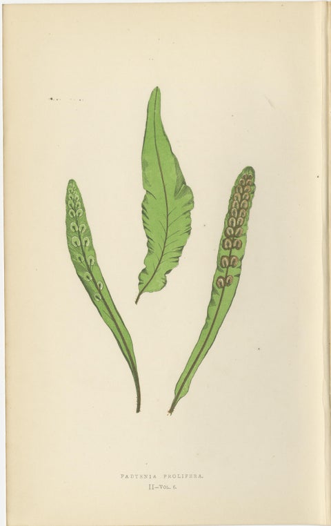 Antique Hand-Colored Fern Prints, Onoclea, Fadyenia, Cyclopeltis, 19th Century, view 3