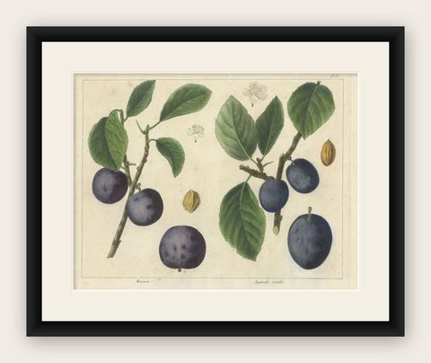 Antique Print of Various Plum Varieties, shown framed