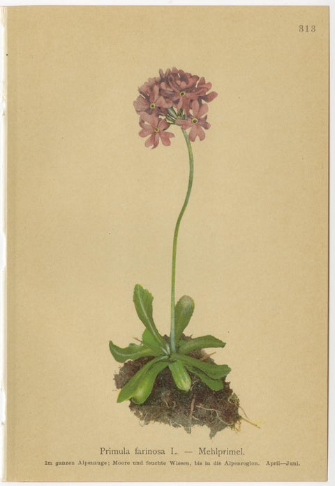Alpine Botanical Prints Set of 6, Antique Chromolithographs, Primula Series 1897, view 6