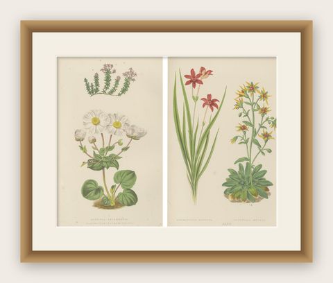Alpine Botanical Lithograph Pair of Anomatheca and Saxifrage, 1874, shown framed
