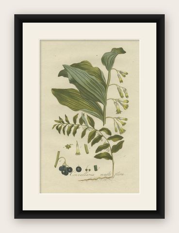 Antique Botany Print of the Polygonatum Multiflorum or Solomon's Seal, shown framed