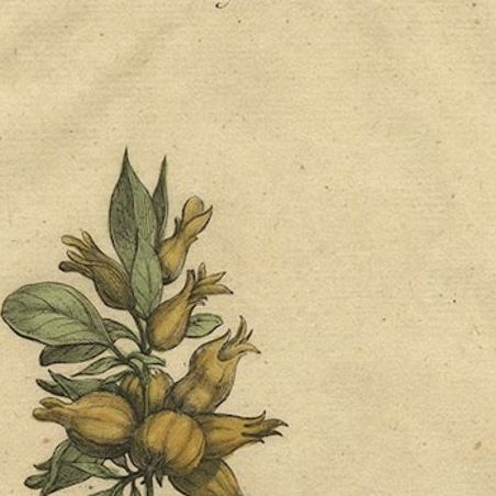 Botanical Illustration of Spanish Kidney Vetch, from Munting’s 1696 Herbal, close-up 6