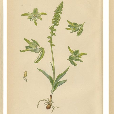 Alpine to Woodland: The Orchid Spectrum of 1904 in Antique Prints, close-up 1