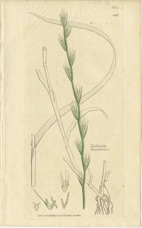 Set of 9 Antique Botanical Engravings of Grasses & Wildflowers, c.1830, view 2