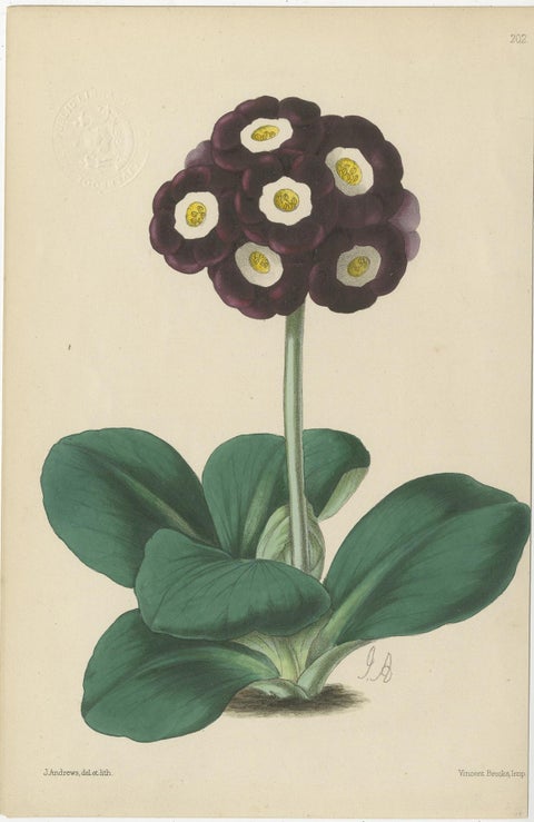 Set of 4 Antique Botany Prints, Purple, by Brooks 'c.1870', view 3