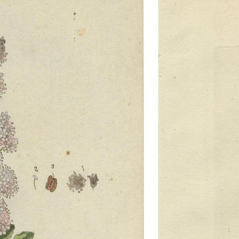 Set of 2 Antique Botany Prints, Rheum Rhapontieum & Rheum Palmatum, close-up 1