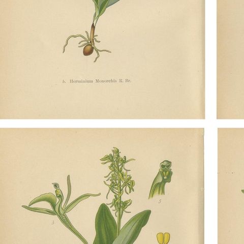 Alpine to Woodland: The Orchid Spectrum of 1904 in Antique Prints, close-up 2