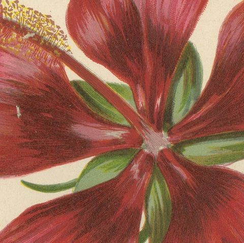 Scarlet Rosemallow from The Native Flowers and Ferns of the United States, 1879, close-up 4