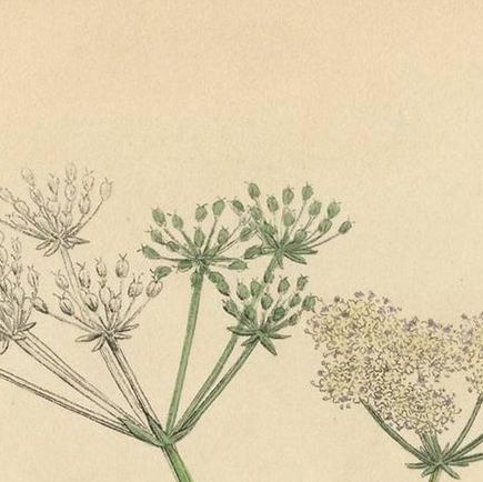Antique Botany Print 'Carum Verticillatum' by J. Sowerby, 1797, close-up 1