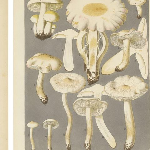 Set of 6 Antique Mycology Prints of Various Fungi by Barla, circa 1890, close-up 1