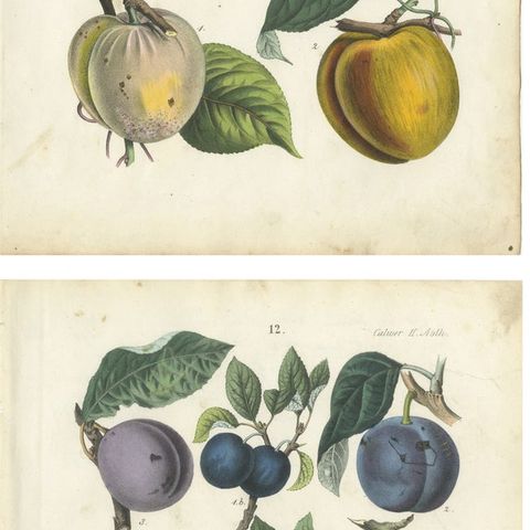Antique Fruit Chromolithographs, Apples & Plums, Set of Six, Calwer 1854, close-up 2