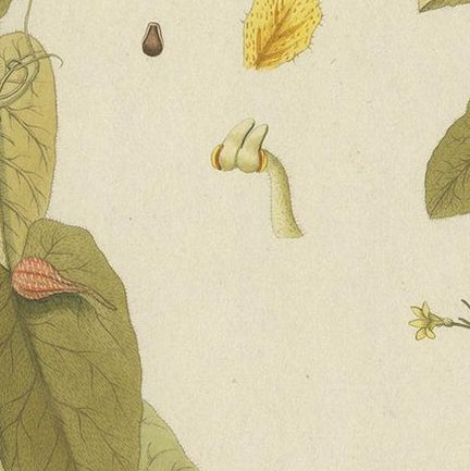 Antique Botany Print of a Trichosanthes Species by Von Jacquin, circa 1781, close-up 2