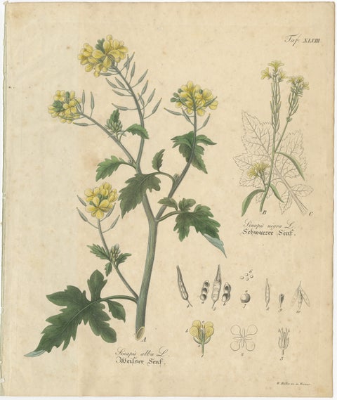 Antique Mustard Botanical Print, Sinapis Alba & Nigra, c.1831, view 2