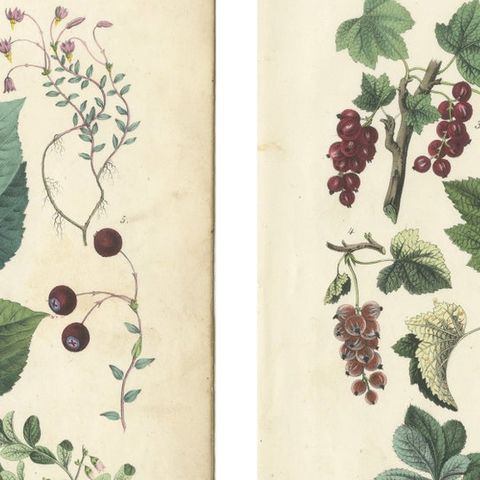 Antique Berry Botanical Chromolithographs, Currants & Wild Berries, Calwer 1854, close-up 1