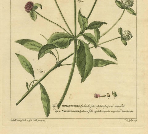 Antique Flower Print 'Amaranthoides' , 1755, view 3