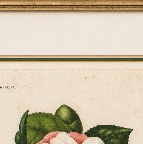 Antique Botanical Lithograph, Camellia Sophia, de Vriese, 1856, close-up 6