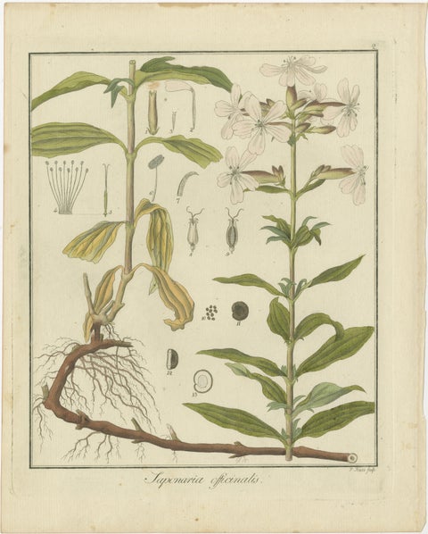 Engravings of European Wild Ginger, Prickly Lettuce, and Common Soapwort, 1819, view 4