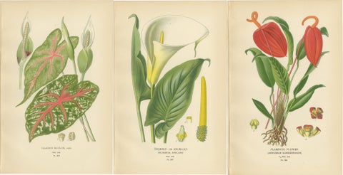 Antique Botanical Lithographs, Caladium, Arum Lily & Flamingo Flower, c.1897, view 2