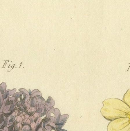 Antique Botanical Engraving of Dyer's Alkanet and Primrose Varieties, 1803, close-up 4