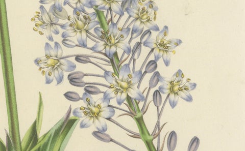 Natal Squill Botanical Illustration by Louis van Houtte, 19th Century, close-up 1