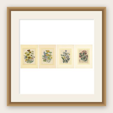 Set of Four Colorful Botanical Flower Prints from Book of Worlds, circa 1850, shown framed