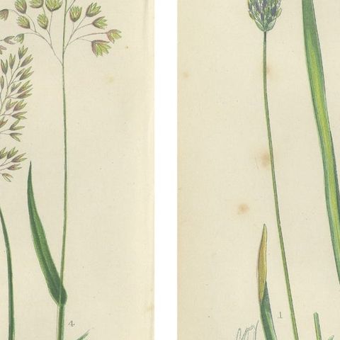 European Quillwort and Pillwort Antique Botanical Print, 1873, close-up 2