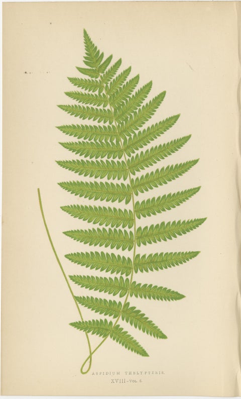 Antique Hand-Colored Fern Prints, Aspidium Aculeatum, Oreopteris & Thelypteris, view 4