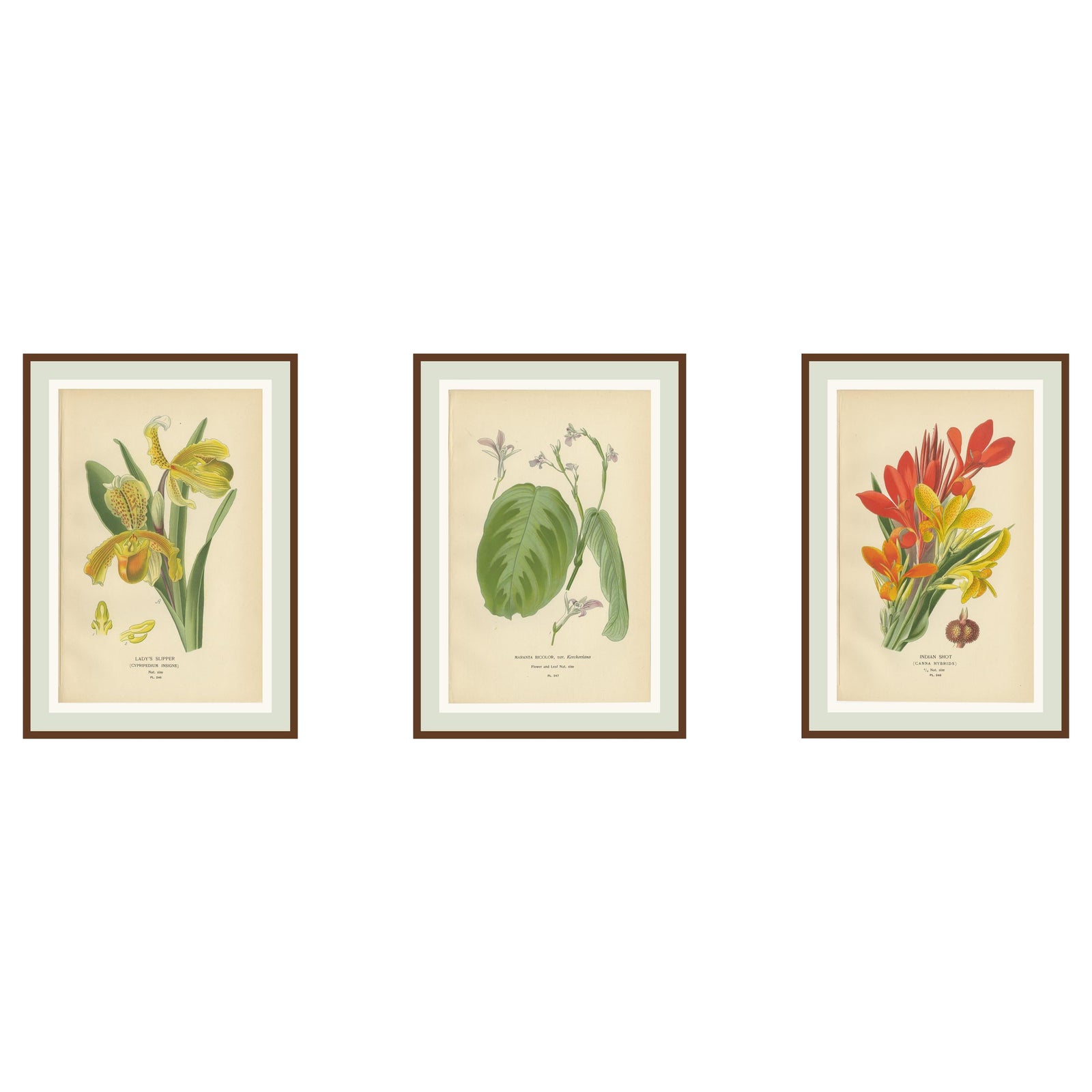 Set of 3 Antique Botanical Prints 1897, Lady’s Slipper, Maranta & Canna