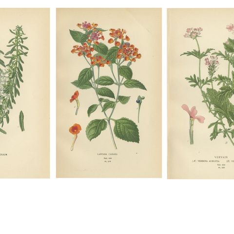 1897 Vibrant Botanical Prints, Libonia, Myoporum, Lantana, Vervain and Verbena, close-up 1