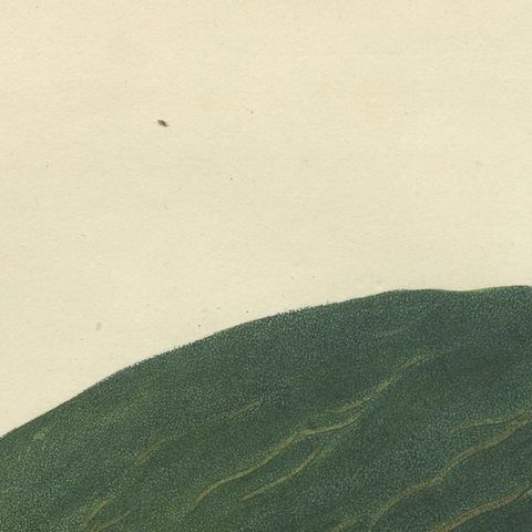 Antique Fruit Print of a Winter Melon or Ash Gourd, close-up 1