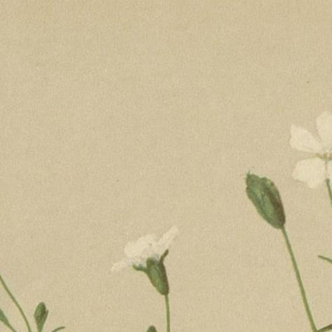 Antique Botany Print of The Heliosperma Plant by Palla, 1897, close-up 1