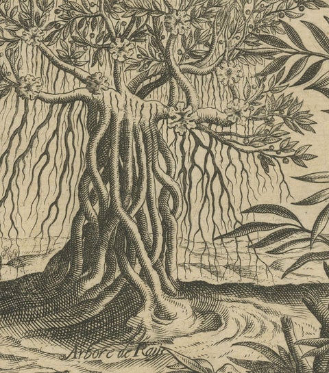 Botanical Marvels of India: Bamboo and Durian in De Bry's 1601 Copper Engraving, close-up 3
